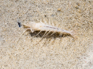 Shrimp, Crangon crangon, on sand in shallow water at low tide of Waddensea, Netherlands