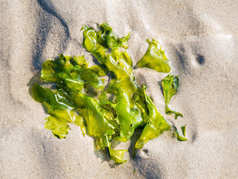 Sea lettuce, Ulva lactuca, plant on sand at low tide of Waddensea, Netherlands