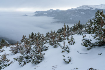 Foggy Morning in Rocky Mountain National Park