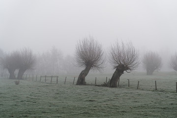 willow trees on a meadow on a foggy winter morning, lower rhine germany