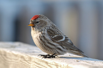 Extreme close up of Common Redpoll bird on wood rail