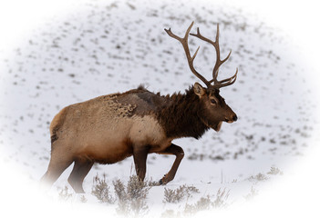 Bull Elk surviving the winter