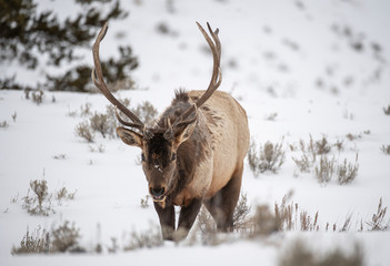 Bull Elk surviving the winter