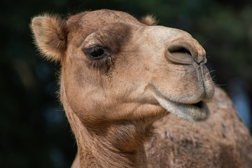 Kamel