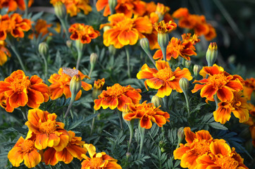 Orange Roadside Flowers in the Median