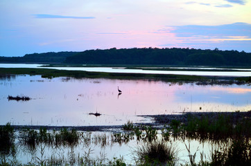 Lone Egret in the Sunset on a Pond