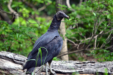 Black Vulture Perched on a Log