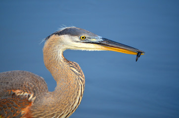 Great Blue Heron Eating a Small Catfish