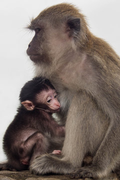 Portrait of a female monkey with her baby, Indonesia