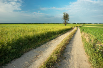 Fototapeta na wymiar Rural landscape in eastern Poland, dirt road and green rape field, horizon and sky