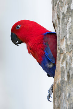 Portrait of a red lory parrot perched in a tree, Indonesia