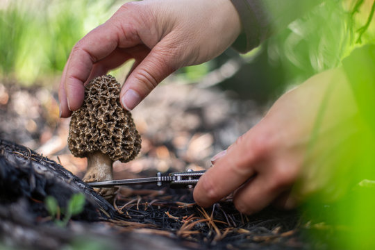 Woman foraging for wild morel mushrooms in forest, USA