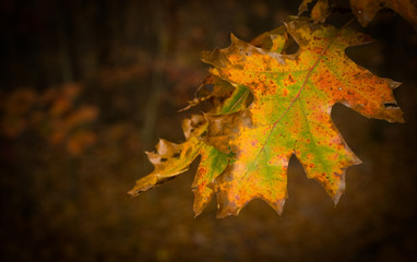Dying orange leaf in autumn