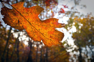 Dying orange leaf in autumn