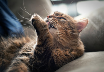 Maine coon cleaning itself