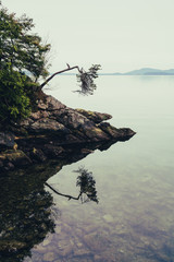 broken tree reflecting in the lake