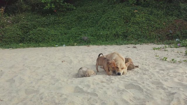 Medium wide shot of stray puppies playing with its mother dog sleeping on beach sand
