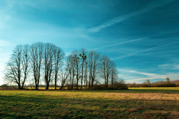 Fototapeta premium Trees without leaves on the meadow and blue sky, sunny day