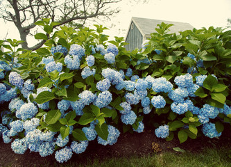 Vintage Hydrangea Flowers