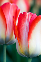closeup of two red and white tulips