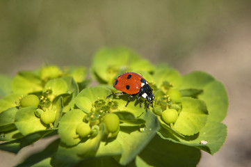 Coccinella