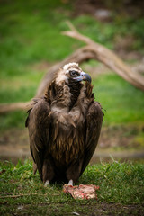 vulture carnivorous bird with its carrion