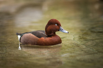 Pochard small portrait in the water