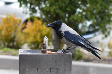 Raven drinking water from drinking fountain, Armenia