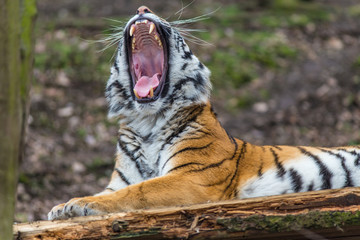 Siberian Tiger portrait in nature