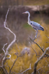 Gray Heron portrait in nature