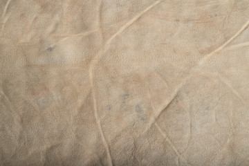 Animal skin, loght brown leather detailed texture background.