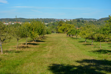 Meadow orchard with lots of green meadow, in the background houses of a village