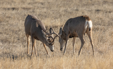 Obraz na płótnie Canvas Mule Deer Bucks Fighting During the Fall Rut