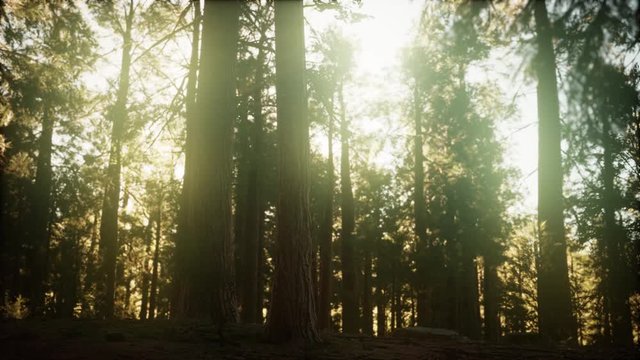 hyperlapse in sequoia forest from sunrise