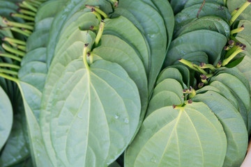 small green leaves are on the counter