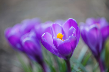 紫色のクロッカスの花