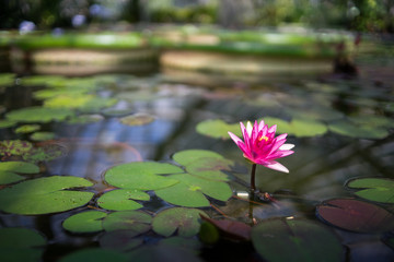 .Water lily Vitkorya Amazon blooms. Pink flower of a large water lily