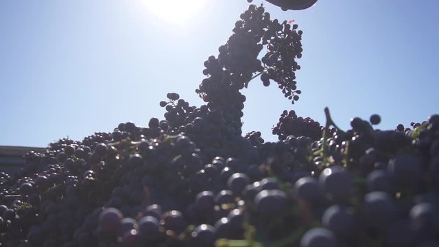 Collected blue grapes are dumped on a pile of collected grapes, to make wine