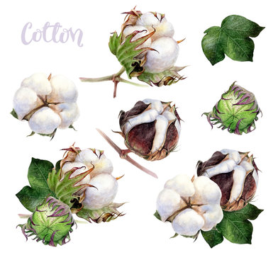Cotton composition watercolor isolated on white background