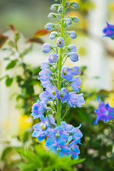 花壇のデルフィニウムの花