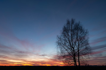 Fototapeta na wymiar Trees without leaves on the background of colorful clouds after sunset, Zarzecze, Poland