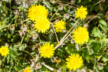 Yellow dandelions in the wild field