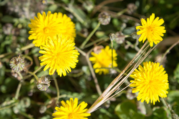Yellow dandelions in the wild field