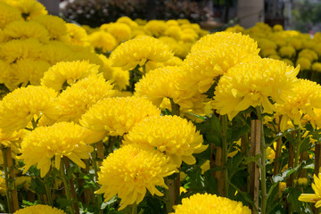 bright yellow chrysanthemums close-up on a background of foliage
