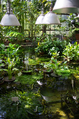 Naklejka premium Plants in a botanical garden. Tropical and subtropical climate flowers