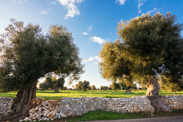 View of the famous Apulian old olive trees