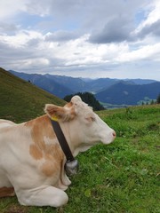 Fototapeta na wymiar dozing free cow with bell in the Bavarian Alps