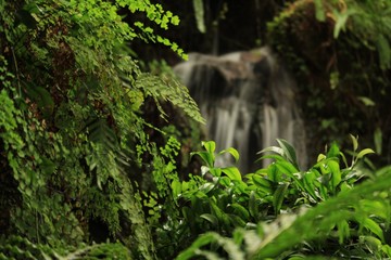waterfall in the forest