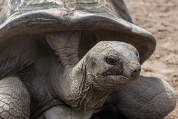 Old Giant Tortoise - Adabrachelys Gigantea, Giant turtle od La digue, Seychelles at Domaine de...