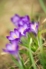Fototapeta premium Crocus in spring